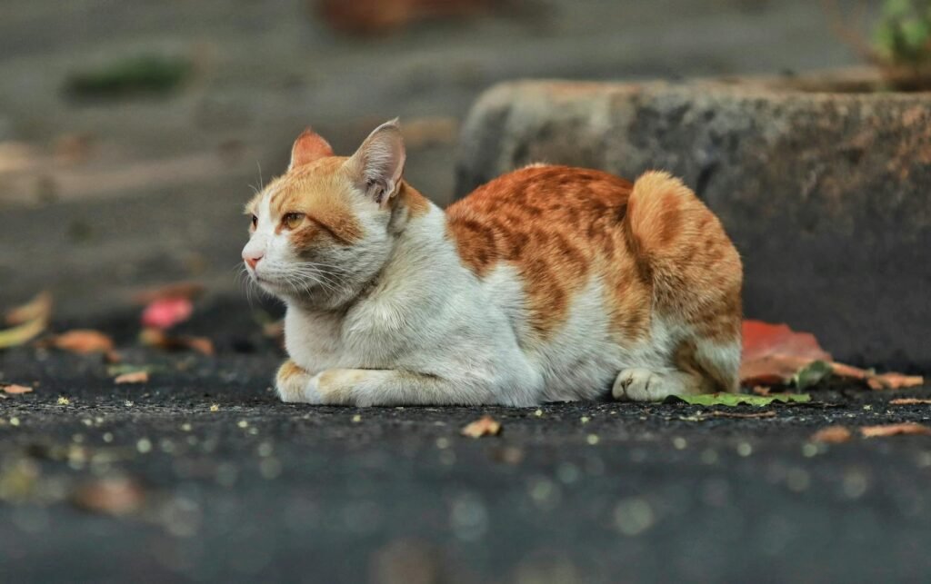 A ginger and white cat sitting peacefully on an outdoor pavement.