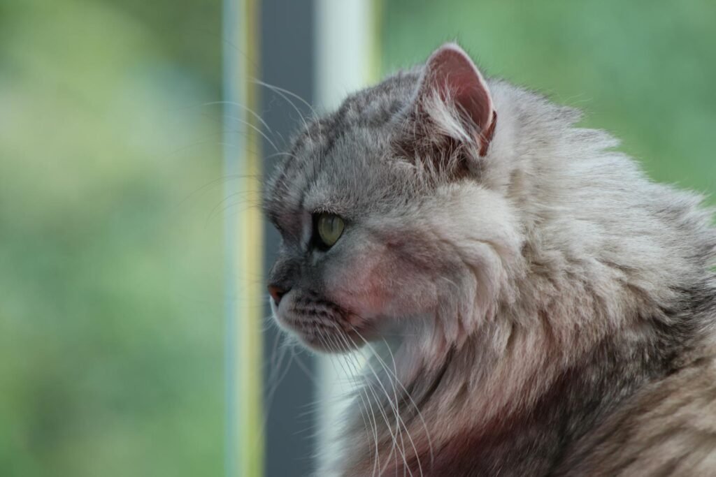 persian cat