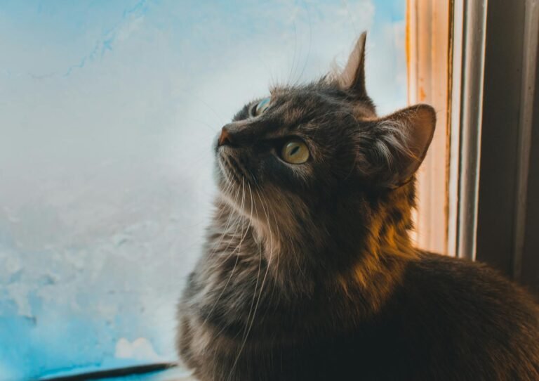 gentle giant: Adorable fluffy cat looking up by the window, capturing its curiosity and charm.