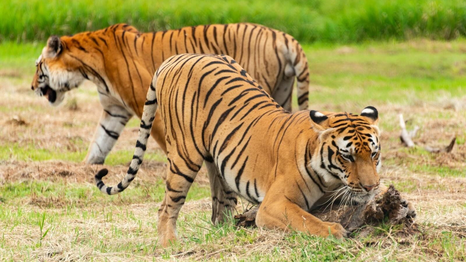 Two tigers in a grassy field, with one tiger holding prey in its mouth while the other looks away, showcasing the hunting instincts and behavior of big cats in their natural habitat.
