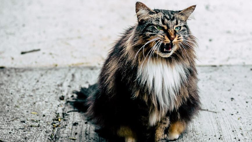 A fluffy tabby cat with a white chest sitting on a concrete surface, mid-meow or hiss, with its ears slightly back and an expressive posture suggesting agitation or communication