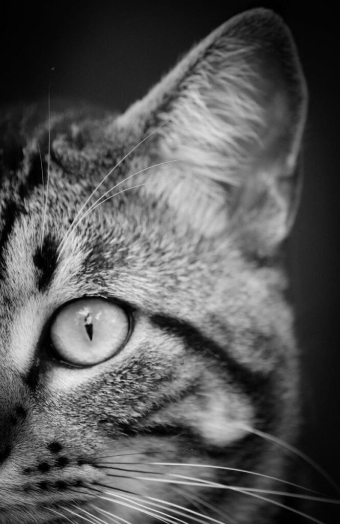 A detailed black and white close-up of a tabby cat's eye and fur, showcasing feline features.