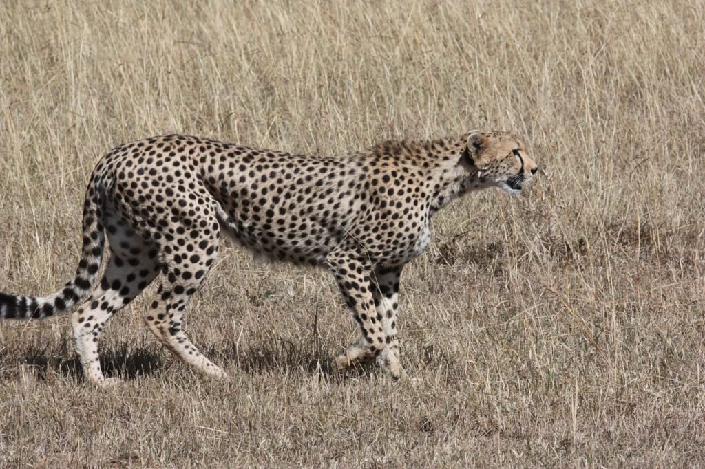 cheetah, hunt, predator, cat, speed, pet, fast, animal world, nature, wild, wildlife, survive, animals wildlife, track, tracking, land animal, animal, hunting, safari, africa, animals, feline, savannah, serengeti, wilderness, cat face, big cat, paw, cheetah, cheetah, cheetah, cheetah, cheetah