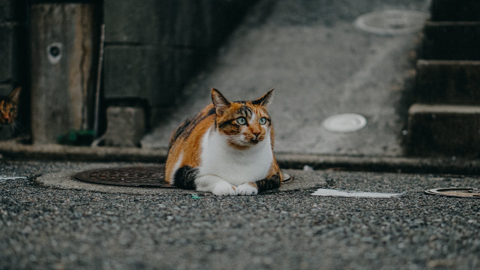 Photo by Sơn Bờm Feral cat: A calico cat rests on a manhole cover in an urban alleyway, showcasing its striking fur patterns.
