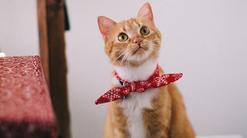 A cute orange tabby cat wearing a red patterned bandana, sitting on a white surface and looking upward with a curious expression. The background includes subtle furniture details.
