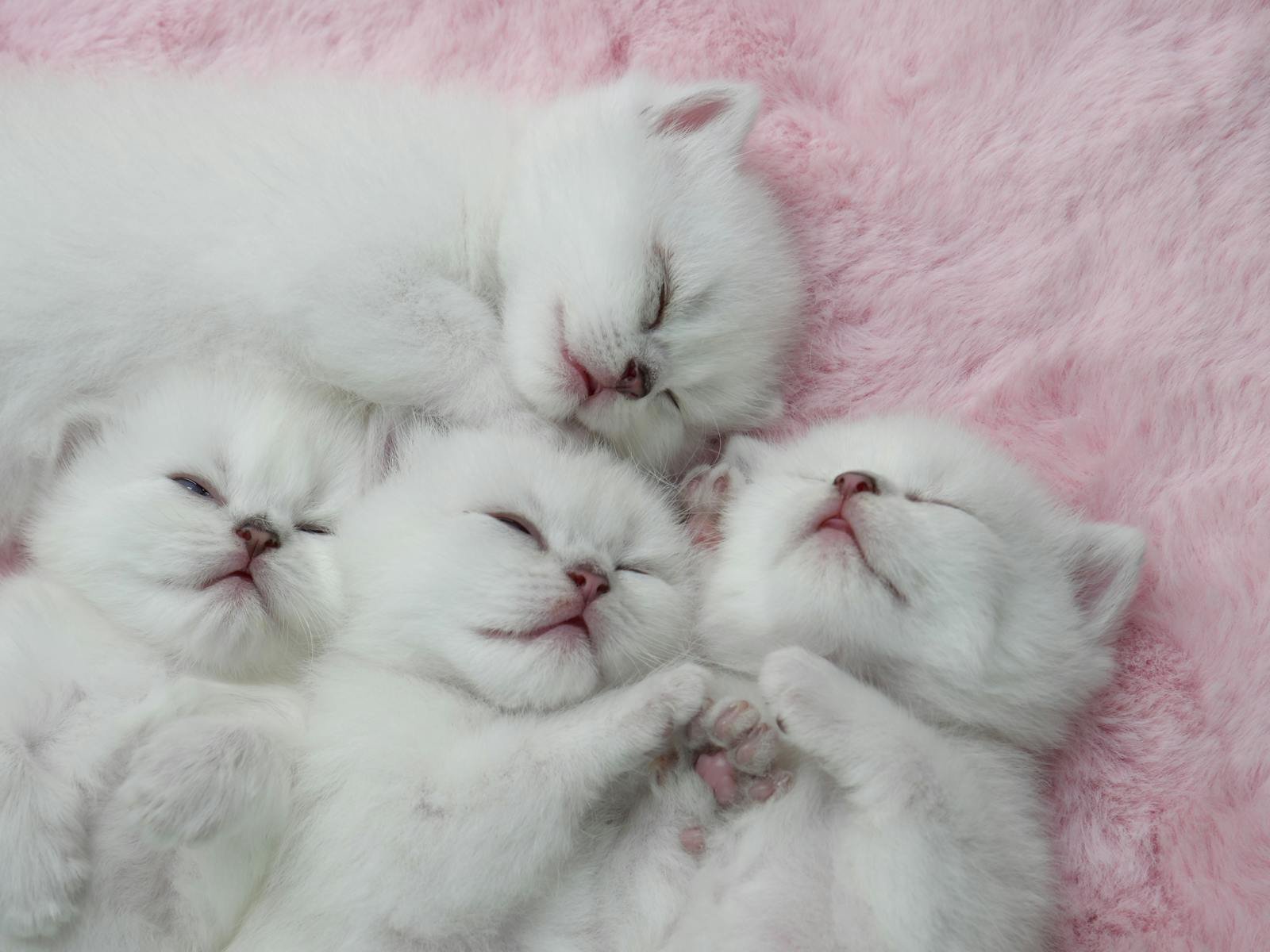 Photo by Surin Chammak Cats dream: Four cute white kittens sleeping together on a soft pink blanket, capturing a peaceful moment.