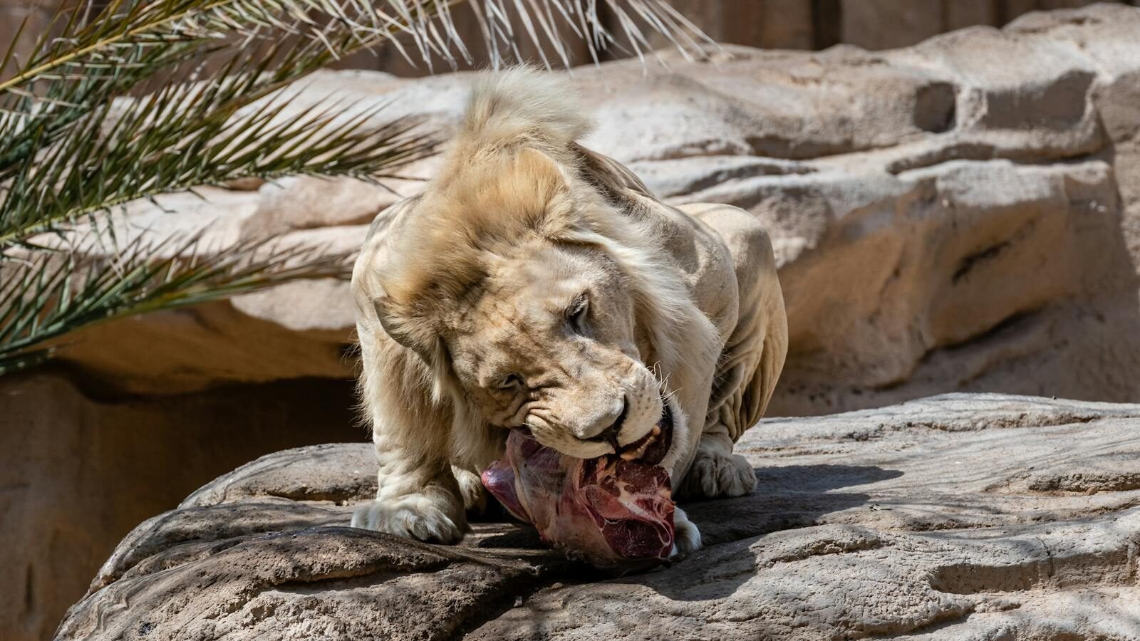 A lion enjoying its meal on a rocky surface in a naturalistic enclosure, surrounded by desert-like vegetation. 