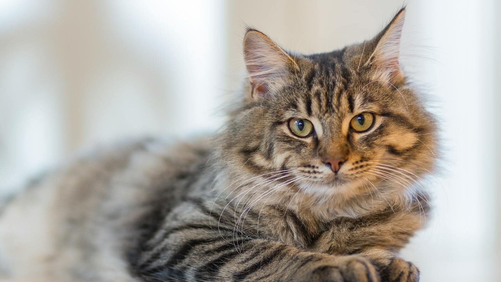 A fluffy tabby cat with bright green eyes lying on a wooden floor, looking calmly at the camera in a softly lit indoor environment.