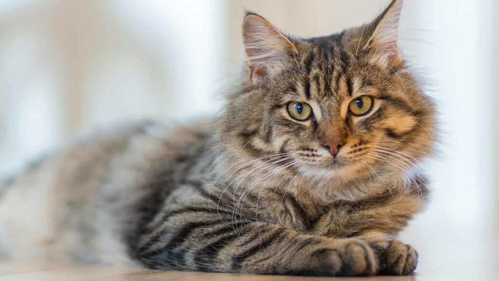 A beautiful long-haired tabby cat with bright green eyes lounging on a wooden floor, gazing attentively into the distance.
