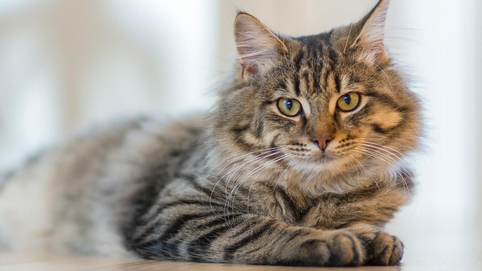 A beautiful long-haired tabby cat with bright green eyes lounging on a wooden floor, gazing attentively into the distance.