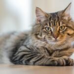 A fluffy tabby cat with long fur lying on a wooden floor, gazing directly at the camera. The background is softly blurred, highlighting the cat's sharp features and vibrant eyes.