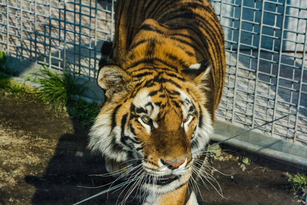 Captivity: Close-up of a tiger pacing in its enclosure at Bratislava Zoo.