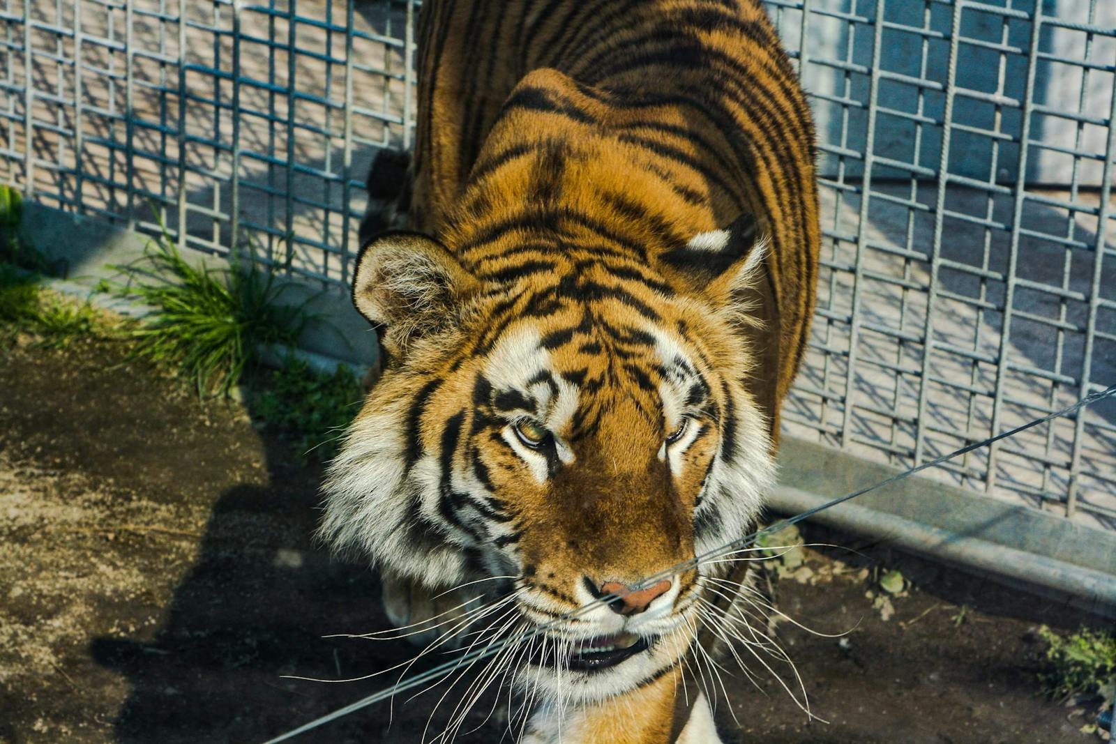 Captivity: Close-up of a tiger pacing in its enclosure at Bratislava Zoo.