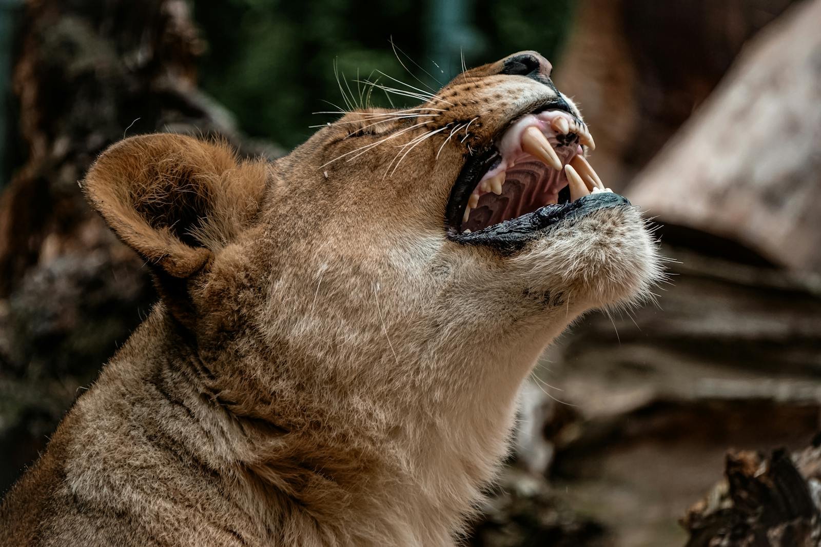 saber toothed cat
