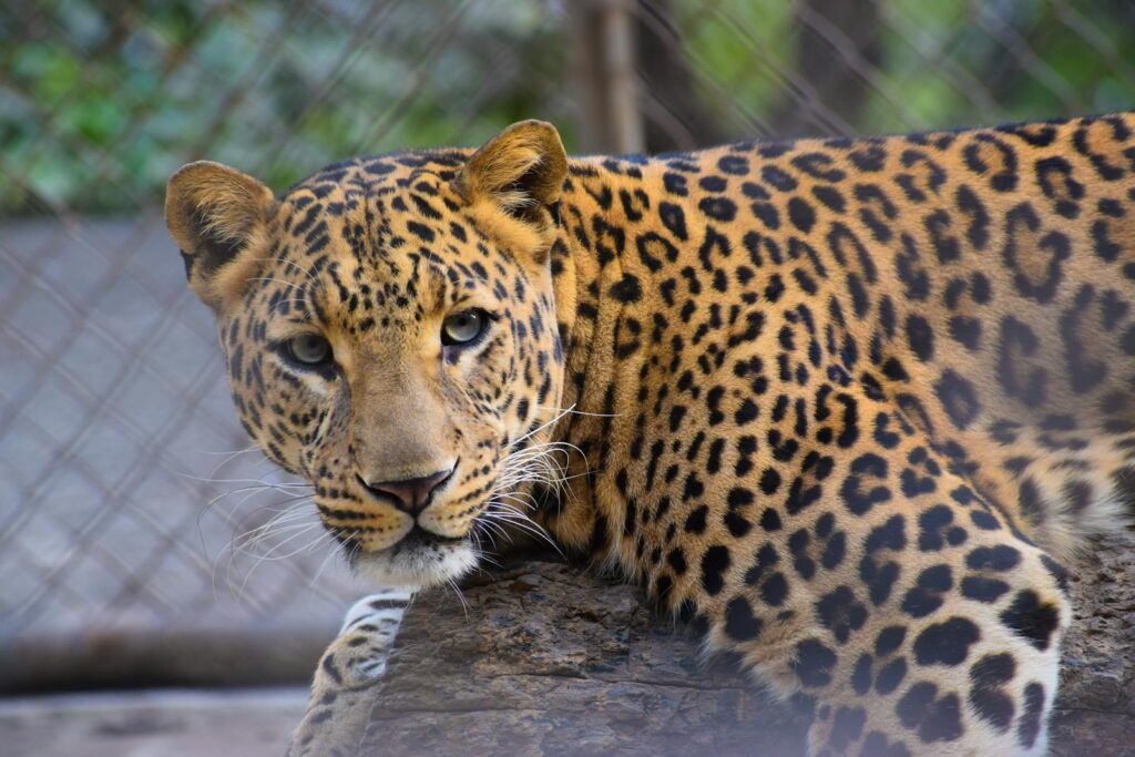 cat research: Detailed close-up of a leopard resting, highlighting its stunning fur and piercing eyes.