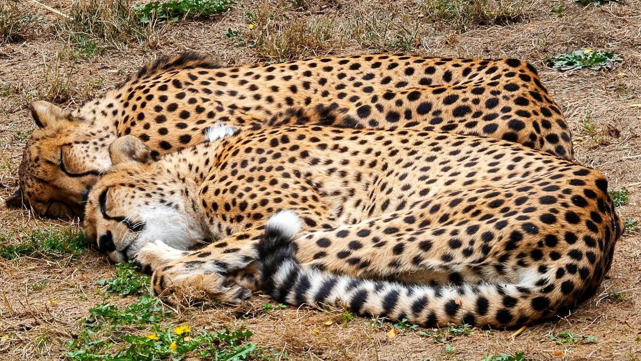 Two cheetahs peacefully sleeping on dry grass, displaying their iconic spotted fur in a natural setting.