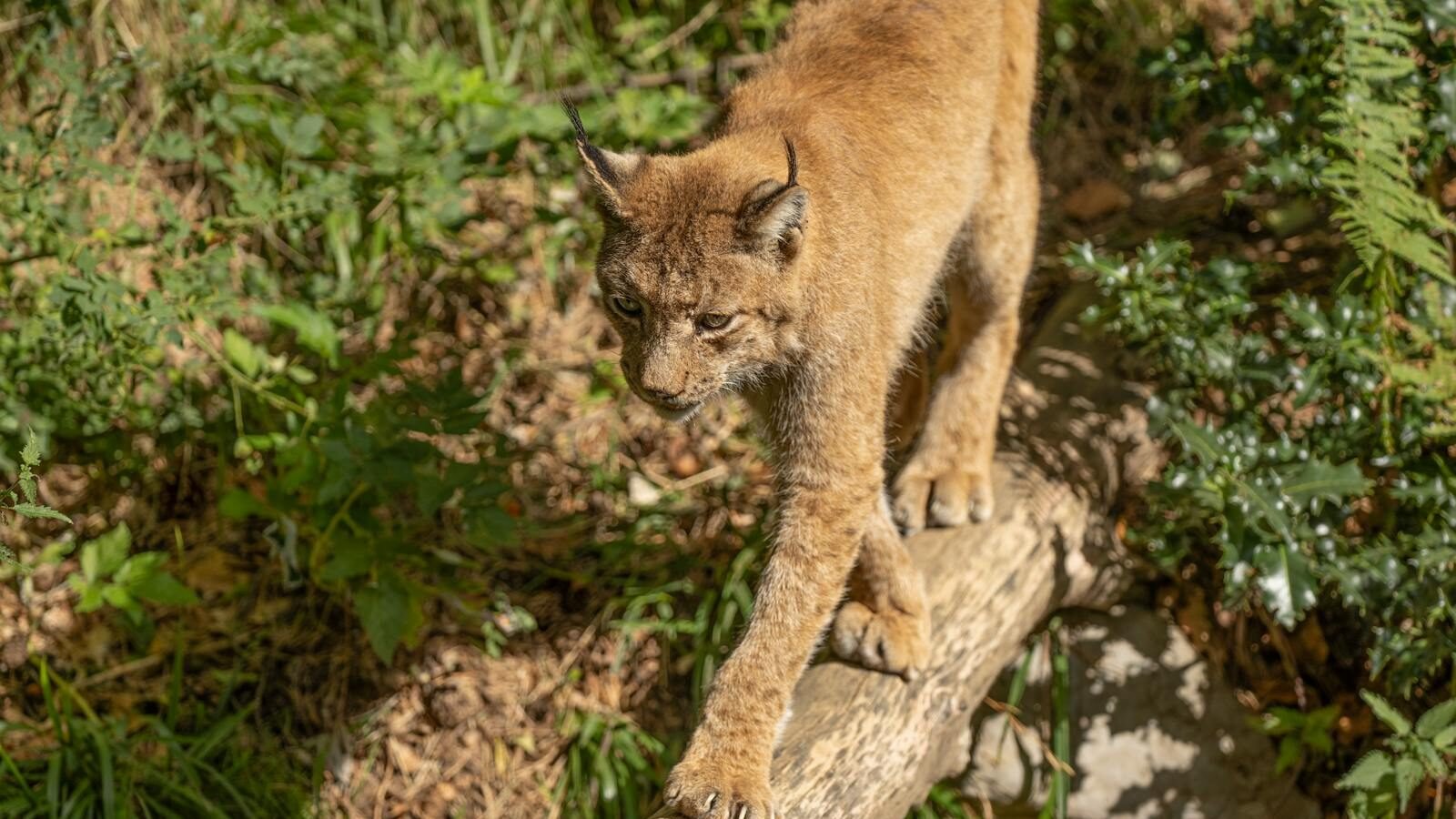 A young lynx carefully walking across a fallen tree trunk in a forest, surrounded by lush green vegetation.