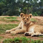 animal, big cat, cute, lion, lion cub, nature, outdoors, wild cat, wildlife, lion, lion, lion cub, lion cub, lion cub, lion cub, lion cub