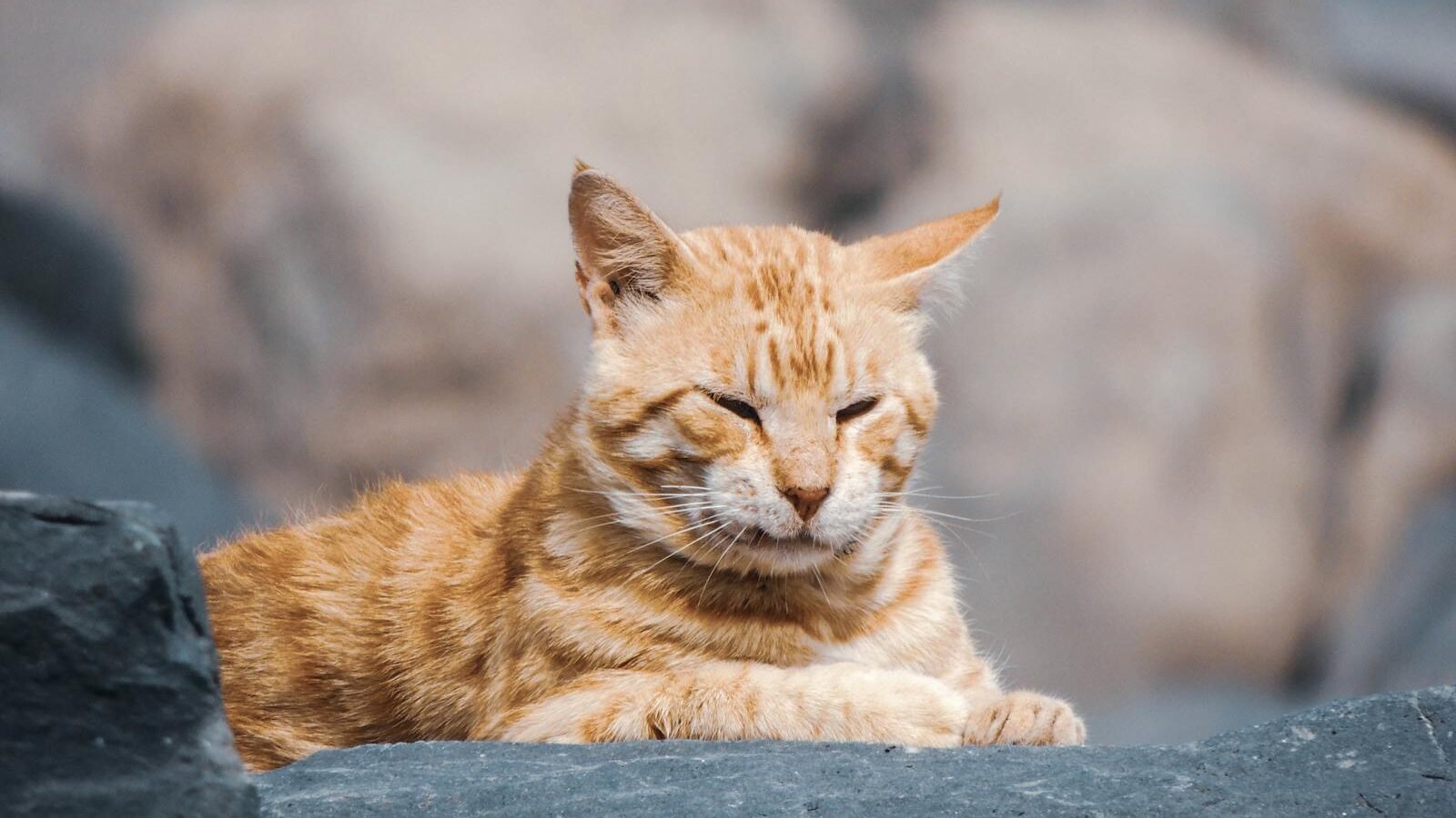 A relaxed orange tabby cat with closed eyes lying on a rocky surface, enjoying a calm moment outdoors.