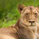 lion, lioness, wild cat, big cat, wild, wild animal, wilderness, animal world, willdife, wildlife photography, animal, carnivore, cat, feline, fur, grass, mammal, nature, wildlife, lion, lion, pet, lion, lion, lion, lioness