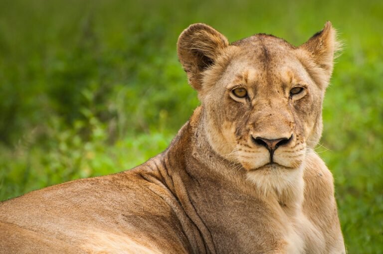 lion, lioness, wild cat, big cat, wild, wild animal, wilderness, animal world, willdife, wildlife photography, animal, carnivore, cat, feline, fur, grass, mammal, nature, wildlife, lion, lion, pet, lion, lion, lion, lioness