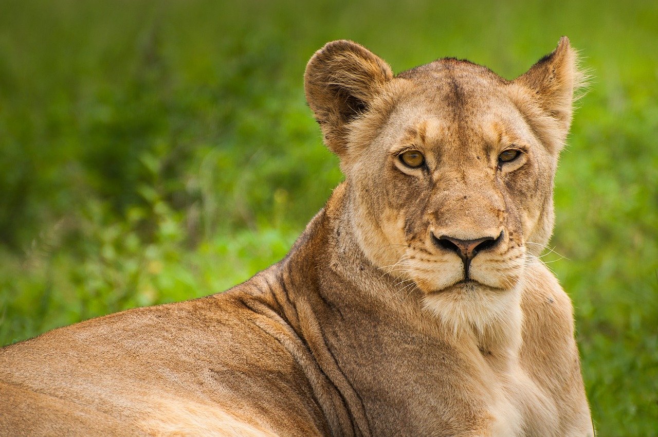 lion, lioness, wild cat, big cat, wild, wild animal, wilderness, animal world, willdife, wildlife photography, animal, carnivore, cat, feline, fur, grass, mammal, nature, wildlife, lion, lion, pet, lion, lion, lion, lioness