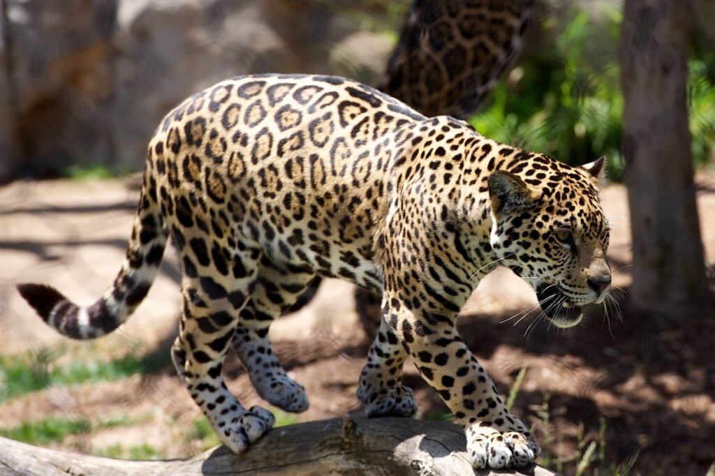 animal, leopard, nature, big cat, carnivore, cat, danger, endangered, fur, jungle, mammal, predator, safari, wild, wildlife, animal world, wildlife photography, leopard, leopard, leopard, pet, leopard, leopard