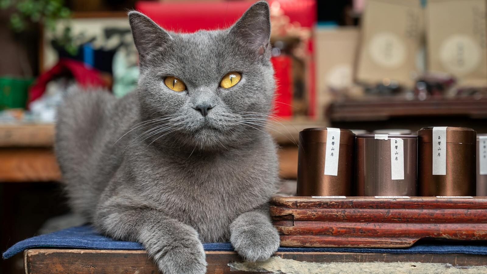 A sleek gray cat with striking amber eyes lounging on a table, surrounded by neatly arranged items in a cozy indoor setting.