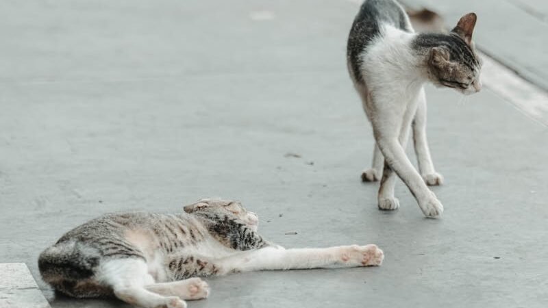 Two cats on a concrete surface; one cat is lying down and relaxed while the other cat stands nearby, mid-step, with its body slightly curved, appearing cautious or curious