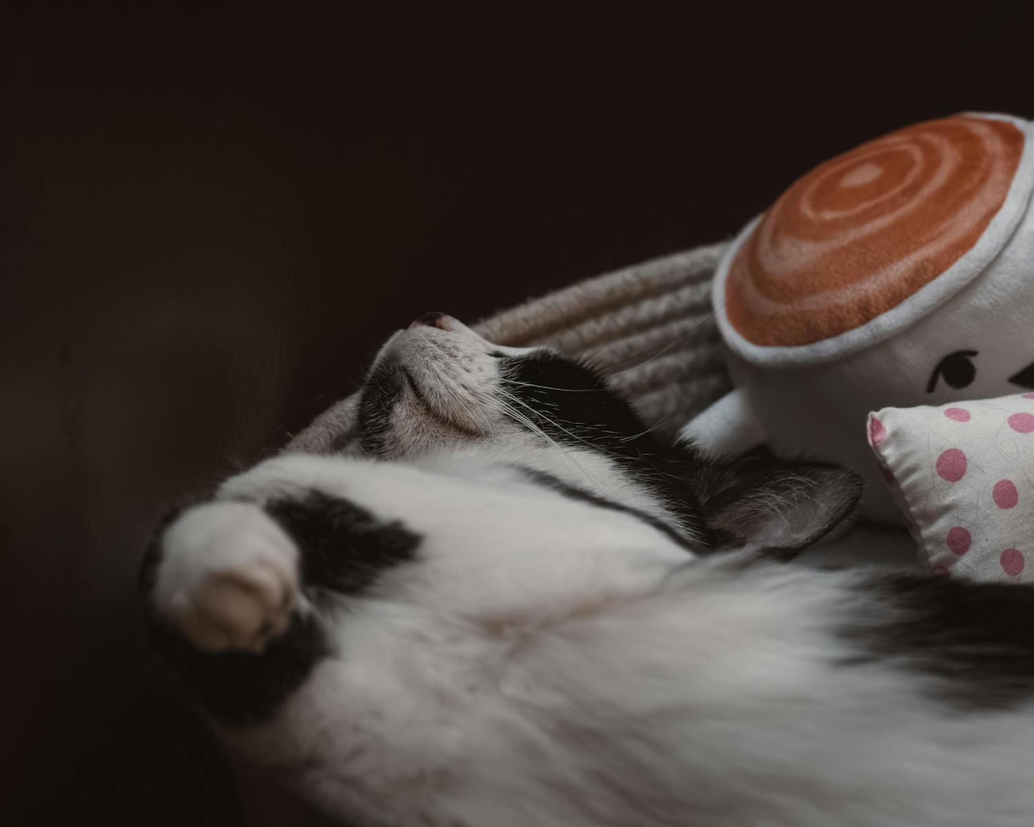 Photo by Ahmet Yüksek ✪ Cats dream: Adorable black and white kitten sleeping next to a plush toy in a cozy setting.