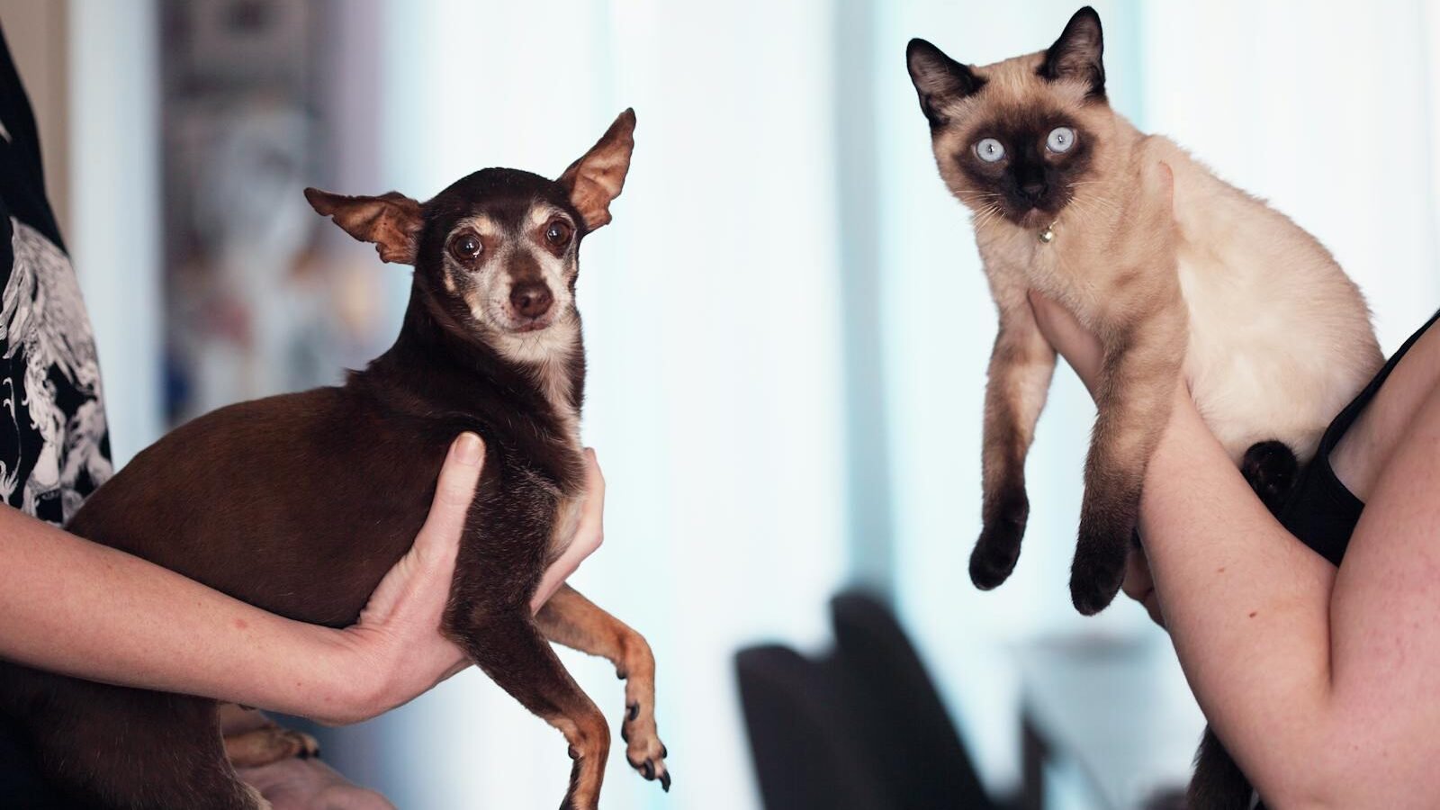 A small brown dog and a Siamese cat being held by two individuals, facing the camera. The contrasting expressions of the animals showcase their unique personalities in a shared social interaction.