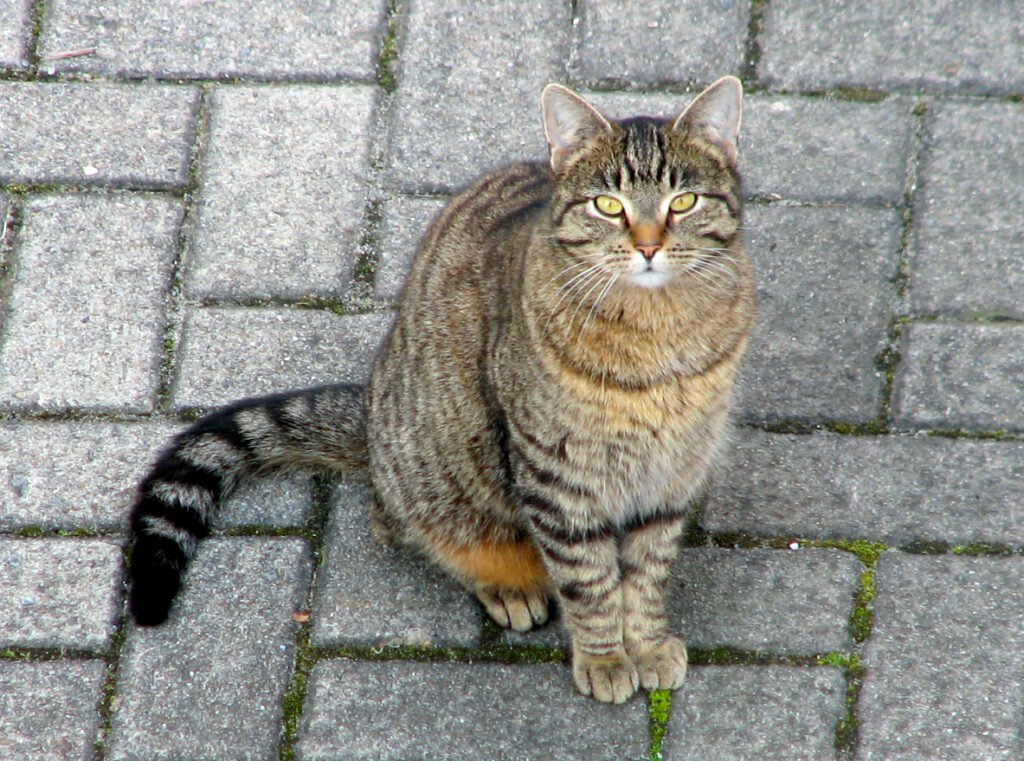 Domestic cat: Brown cat looking up