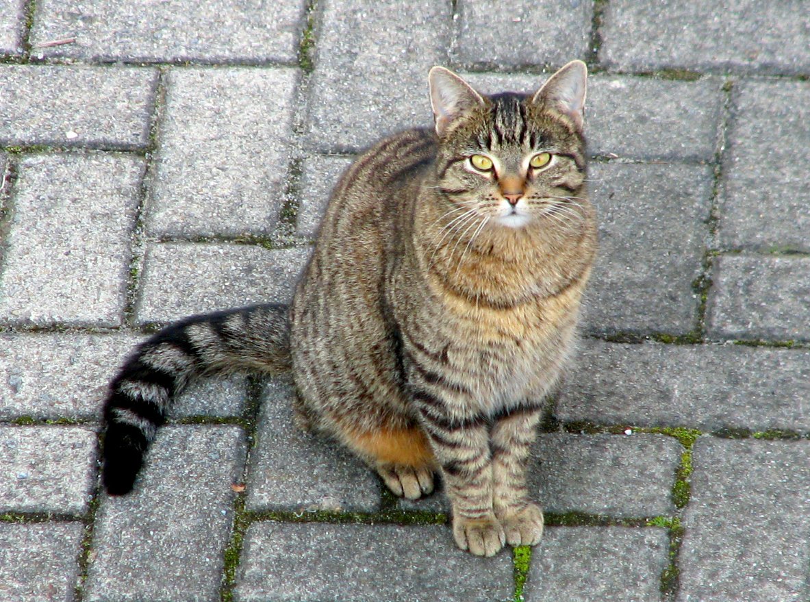 Domestic cat Domestic cat: Brown cat looking up