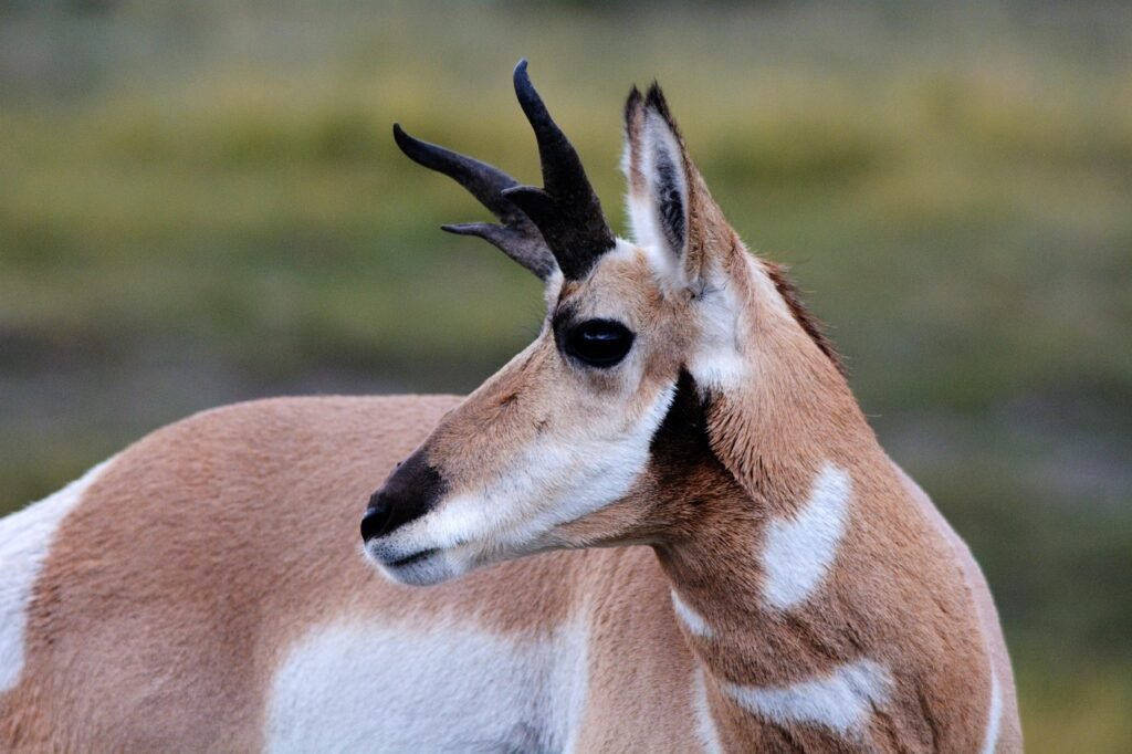 antelope, pronghorn, wild, nature, wildlife, animals, animal, yellowstone, wyoming, country, countryside, mammal, grazing, antelope, antelope, antelope, pronghorn, pronghorn, pronghorn, pronghorn, pronghorn