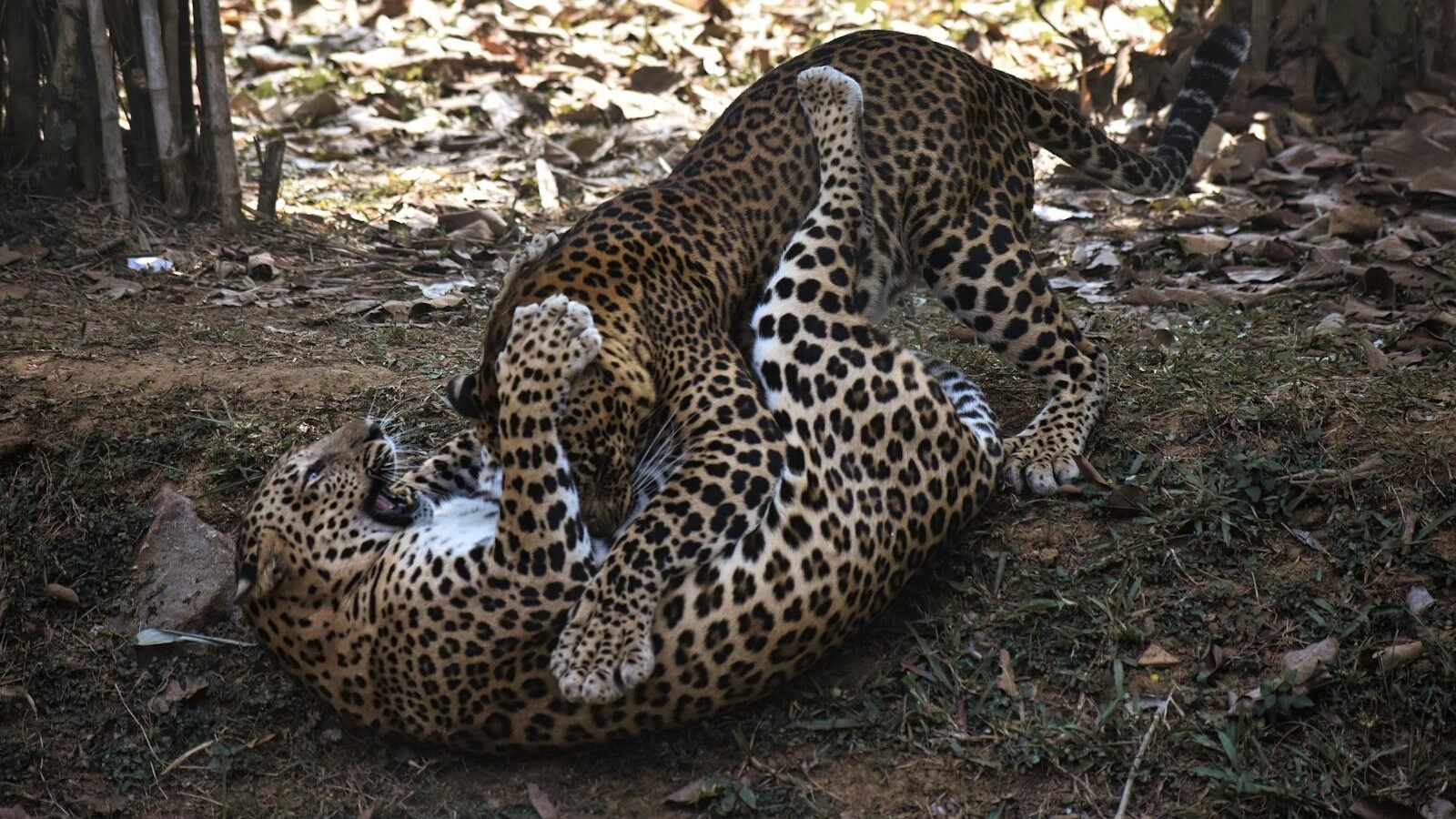 Two leopards engaging in playful behavior on a grassy forest floor. One leopard is lying on its back while the other leans over, showcasing their natural instincts and social interaction in the wild.