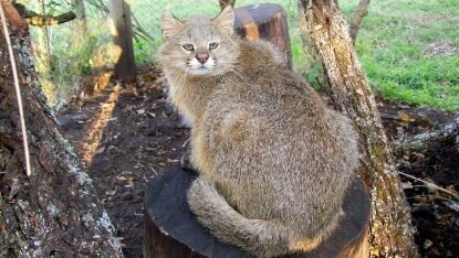 A Pampas cat sitting on a tree stump, its thick fur blending with the natural surroundings.