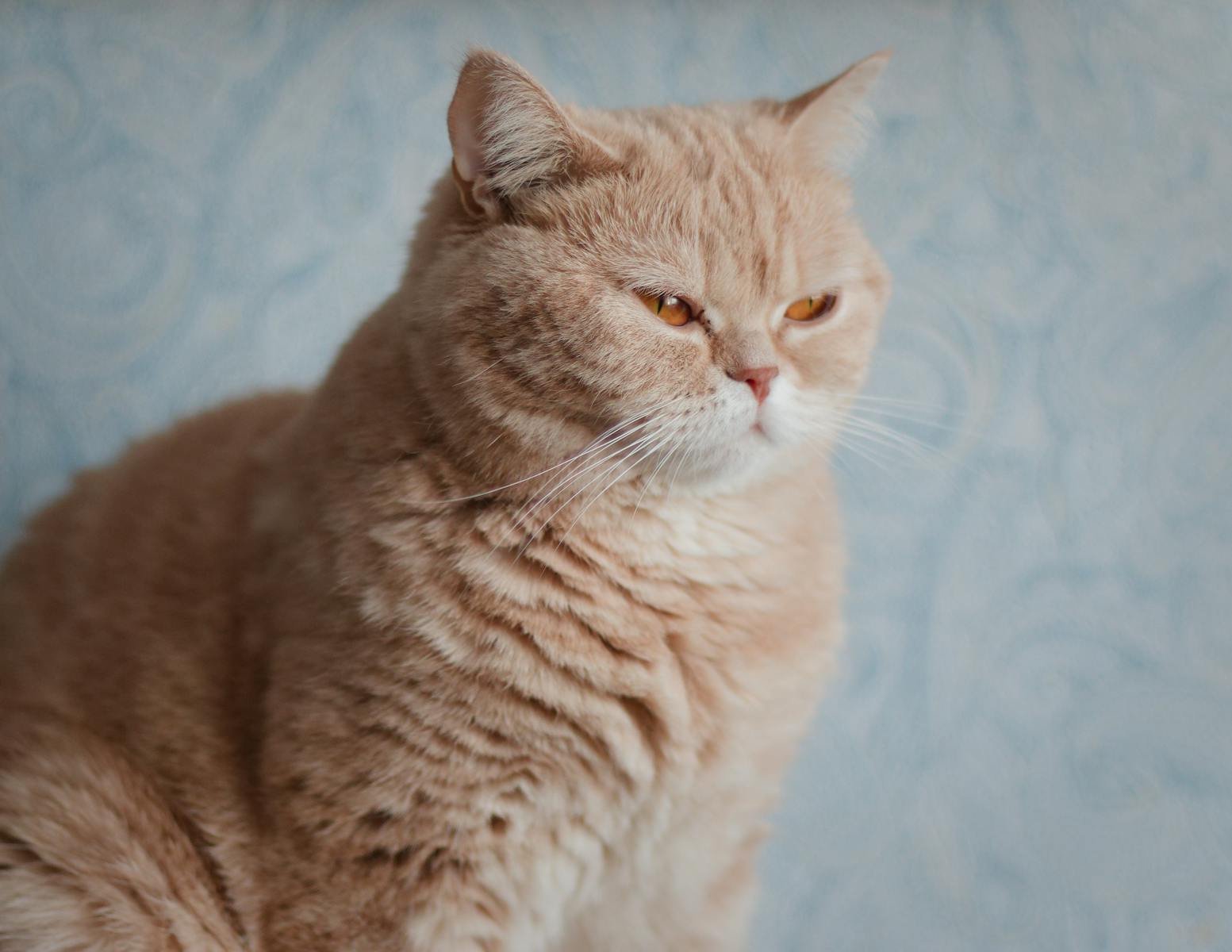 Photo by Vlad Nazarov Cat breeds: Close-up portrait of a cute cream British Shorthair cat with a soft furry coat indoors.