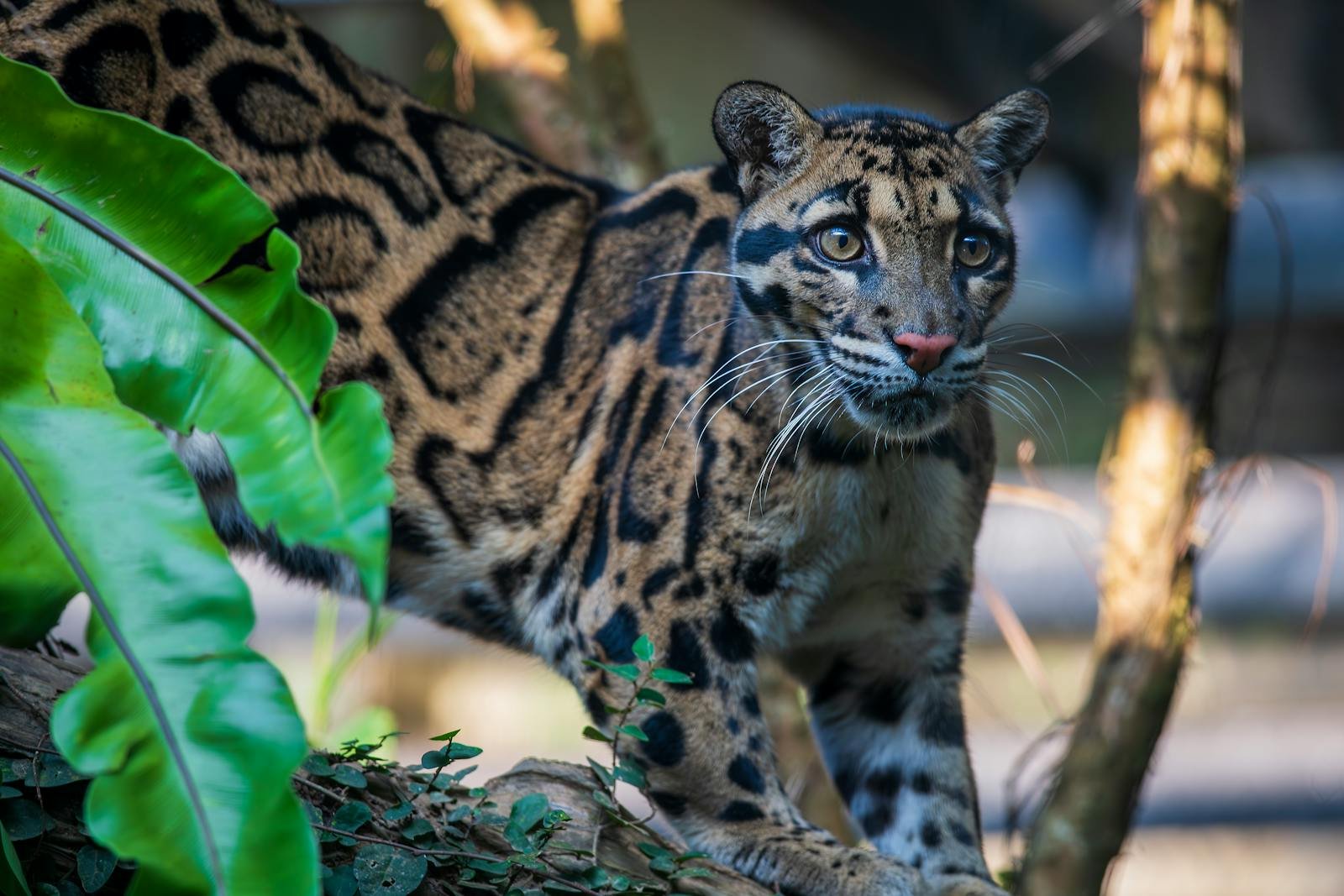 Clouded leopard (Neofelis nebulosa) in captivity, showcasing its unique spotted coat.