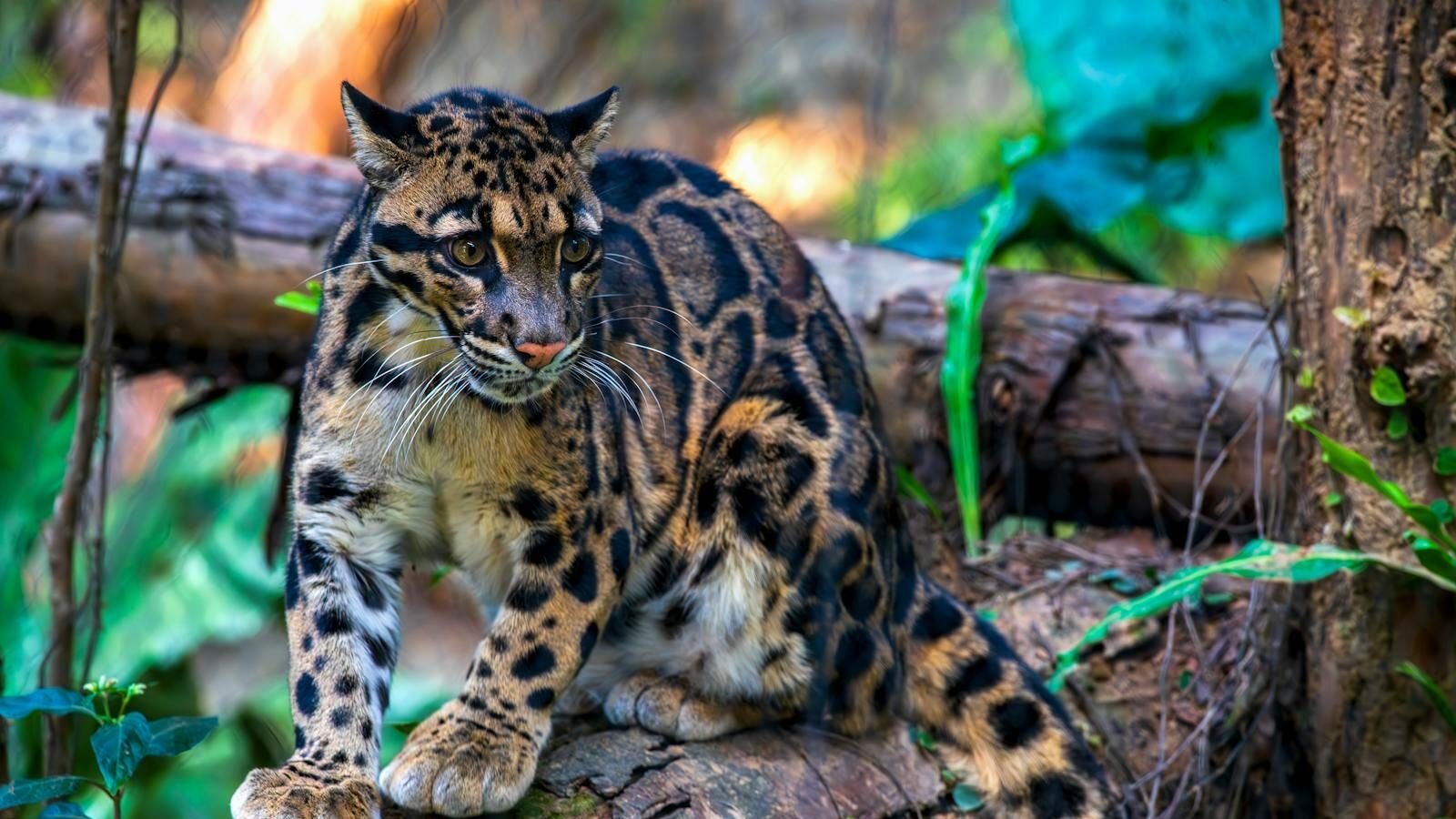 A clouded leopard perched on a tree trunk in a dense forest, its patterned coat blending into the surroundings.