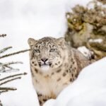 snow leopard, leopard, big cat, snow, winter, zoo, wildcat, hunter, nature, wild, portrait, snow leopard, snow leopard, snow leopard, snow leopard, snow leopard, leopard, snow, winter