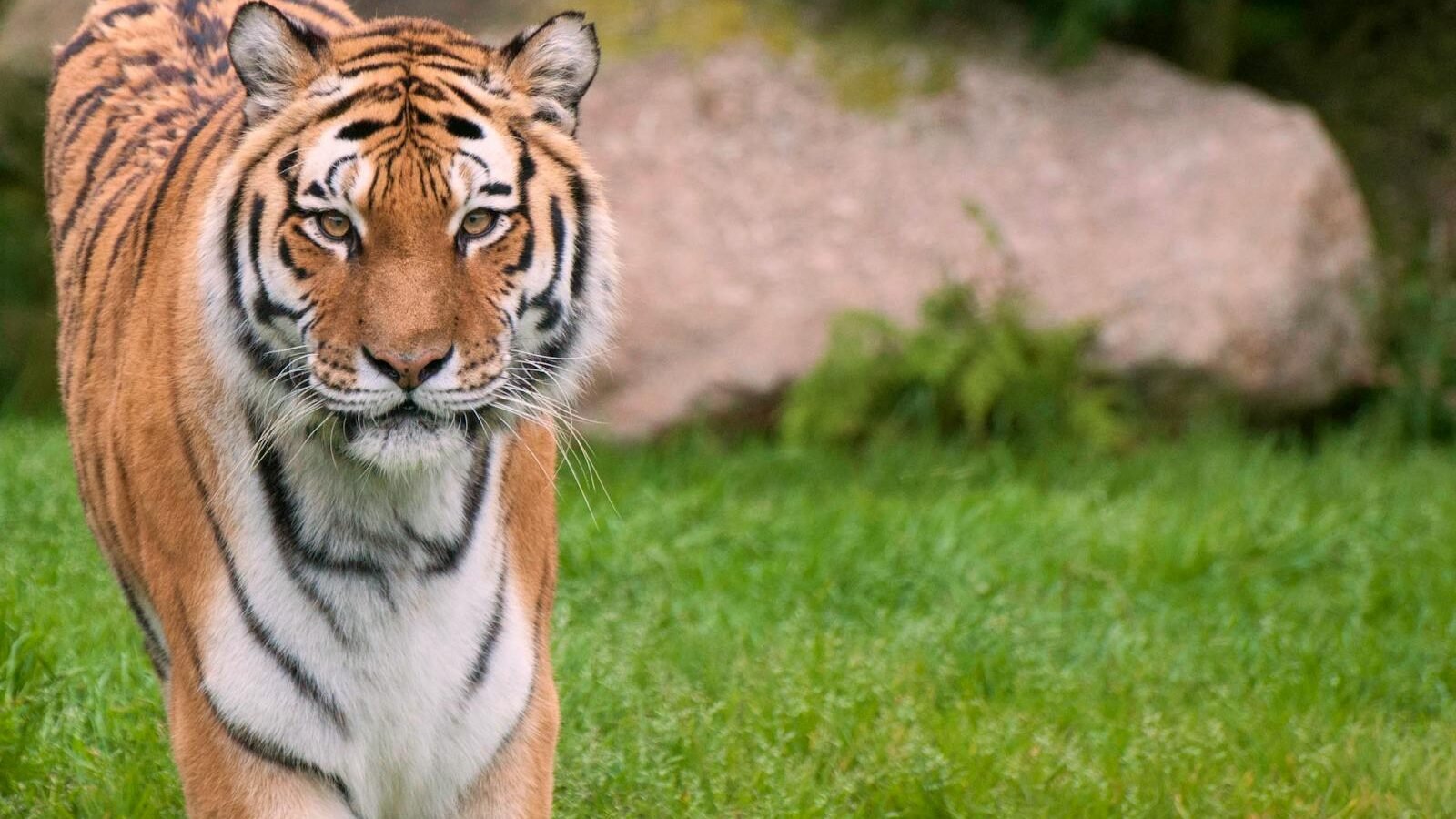 A majestic big cat, a Bengal tiger, walking gracefully on a grassy field. Its orange coat with bold black stripes and intense gaze stand out against the natural green background with a large rock.
