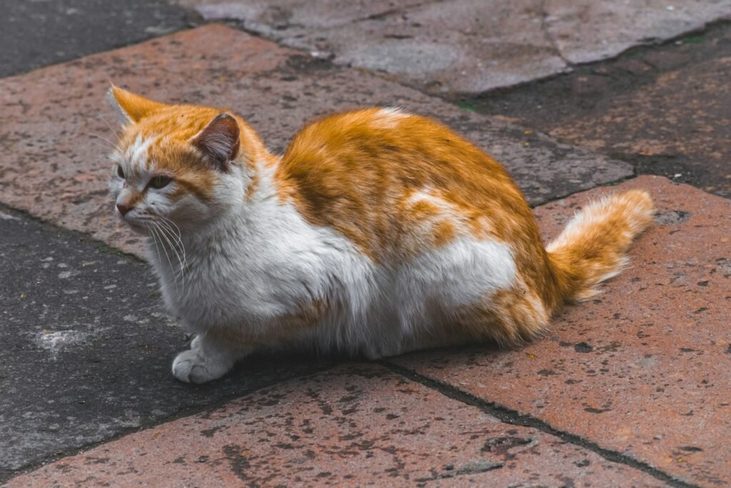 ecosystem: an orange and white cat sitting on the ground