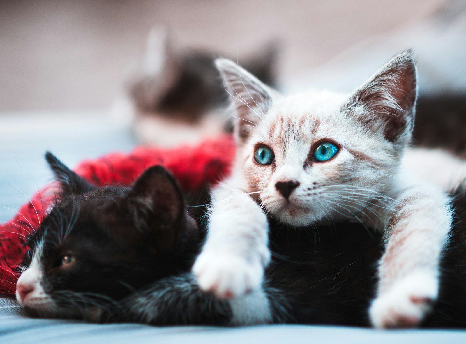 Cats knead: selective focus photography brown cat lying over black cat