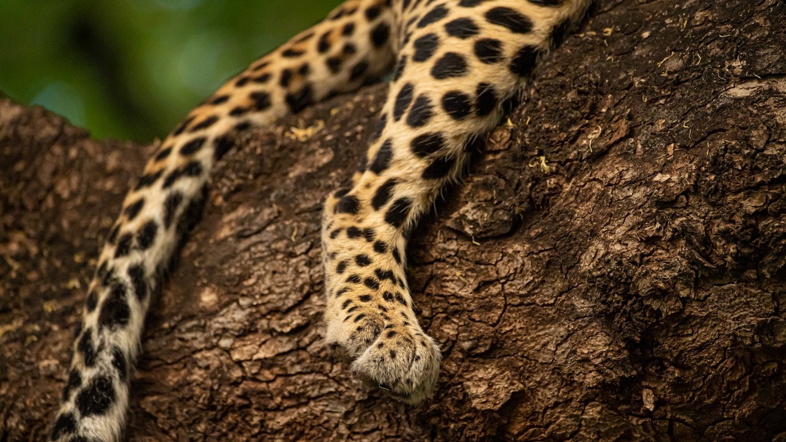 Photo by Birger Strahl A leopard's distinctive cats tails hangs down from a tree branch