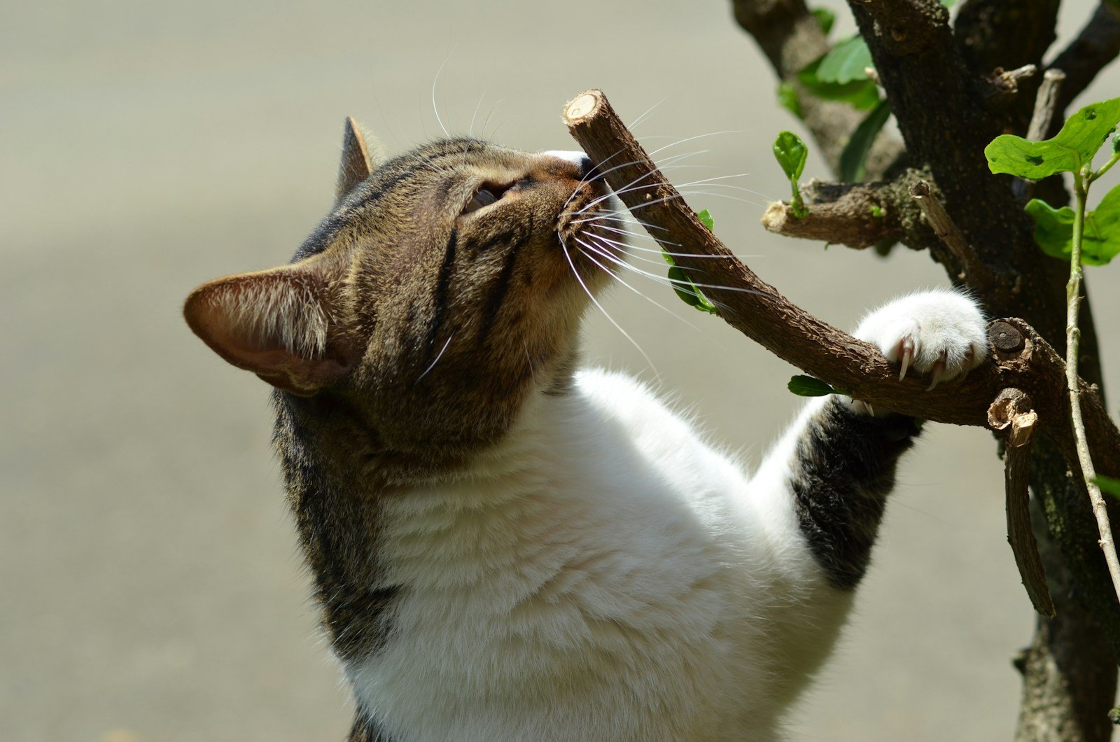 Photo by Juan Camilo Guarin P Cat scent: close-up photography of white and brown cat during daytime