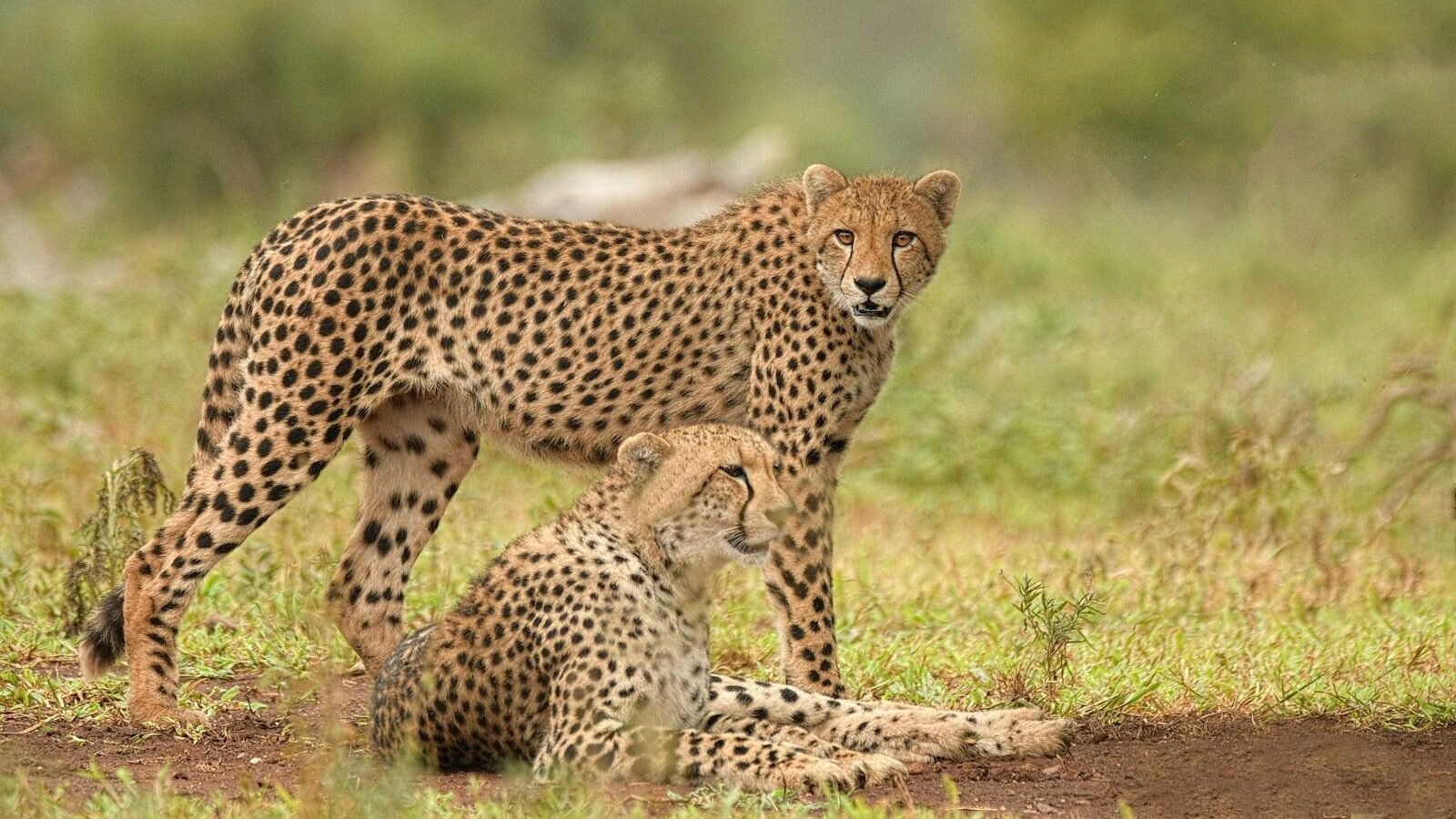 Two cheetahs in their natural habitat, one standing and the other resting on the ground. Their spotted coats blend beautifully with the grassy environment, showcasing their elegance and alertness.