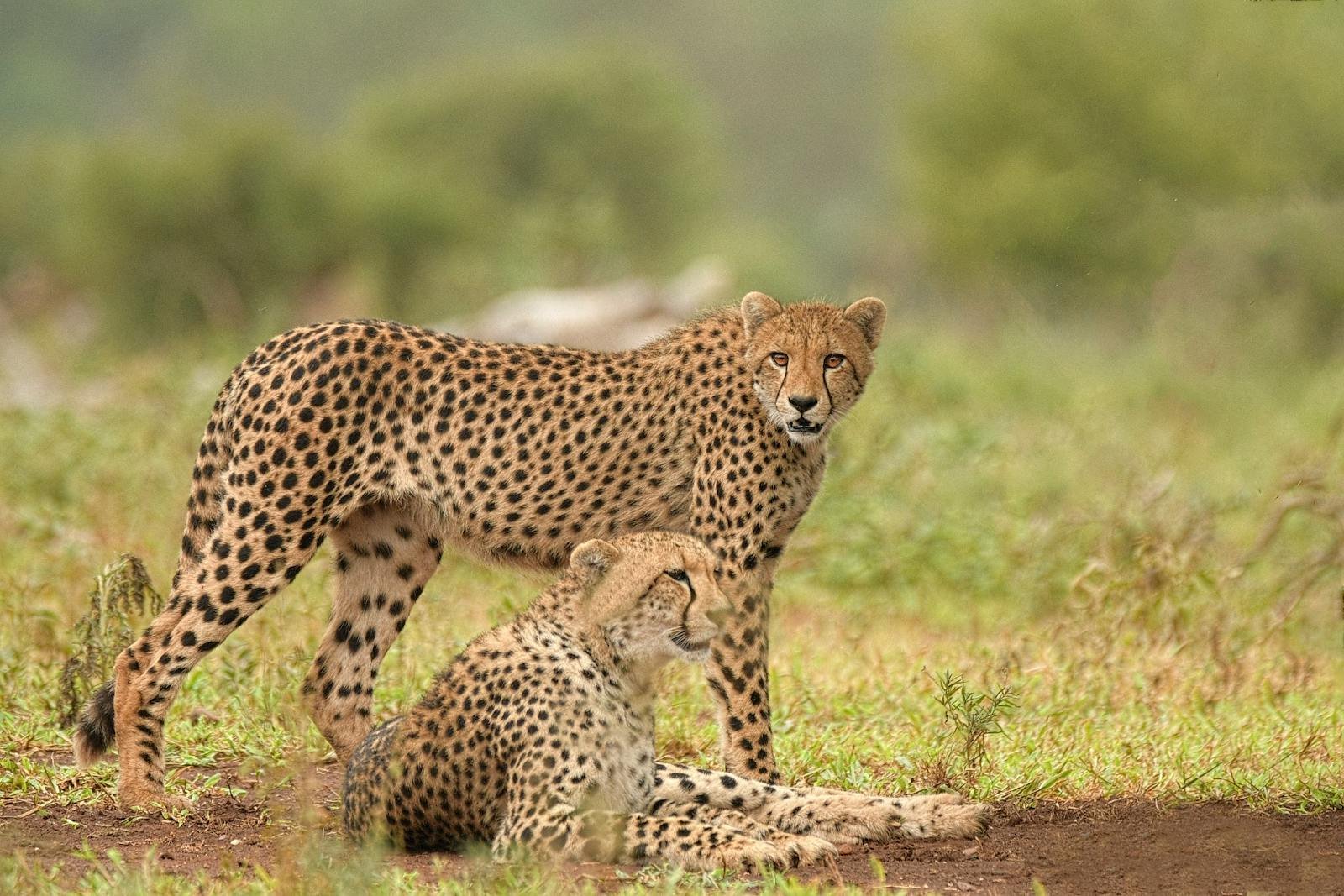 Deforestation: Two cheetahs resting in the grassland, showcasing the beauty of wildlife in their natural habitat.