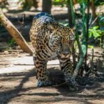 A jaguar walking through a dense, sunlit forest in South America, showcasing its powerful build and distinctive spotted coat.