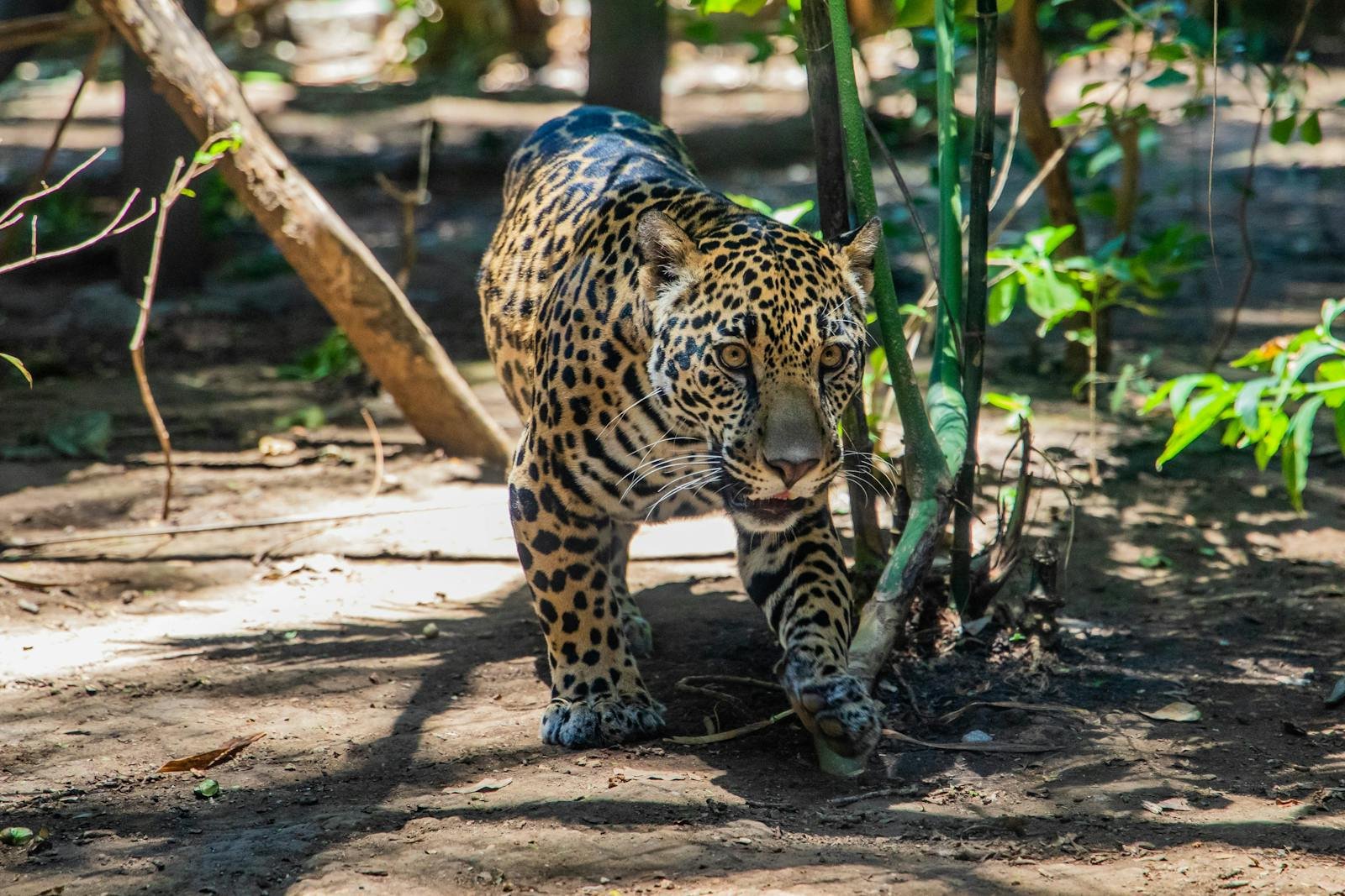 A jaguar walking through a dense, sunlit forest in South America, showcasing its powerful build and distinctive spotted coat.