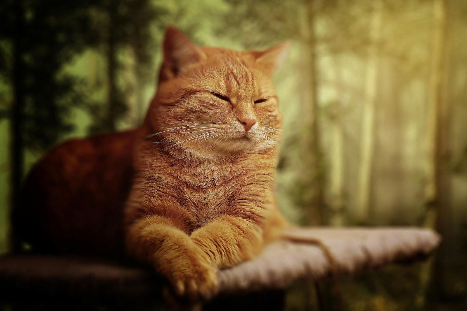 Photo by Pixabay Cats dream: A serene ginger tabby cat rests peacefully in a sunlit forest setting.